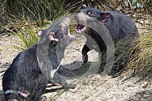 Tasmanian Devil, Sarcophilus Harrisia, they are very nervous often with the rule photo