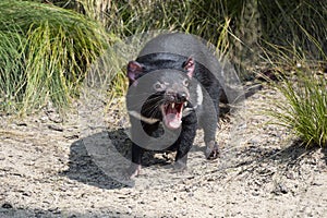 Tasmanian Devil, Sarcophilus Harrisia, they are very nervous often with the rule photo