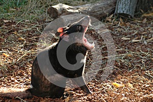 Tasmanian Devil (Sarcophilus harrisii)