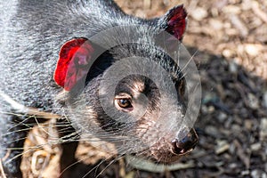 Tasmanian devil Sarcophilus harrisii