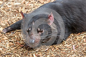 Tasmanian devil Sarcophilus harrisii