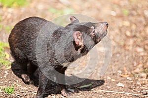 Tasmanian devil, Sarcophilus harrisii