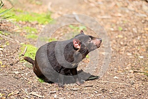 Tasmanian devil, Sarcophilus harrisii