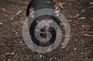 Tasmanian Devil Sarcophilus harrisii Australia