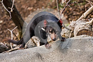 Tasmanian devil, Sarcophilus harrisii, in bush. Australian masupial climbing on stone in sunny day. Endangered carnivorous animal