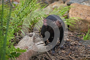 Tasmanian devil, Sarcophilus harrisii, in bush. Australian masupial standing in grass and bracken, nose up and shiffs about food.