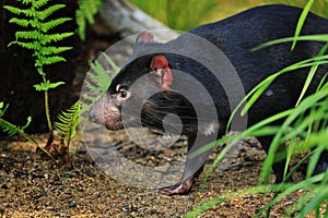 Tasmanian devil, Sarcophilus harrisii, in bush. Australian masupial walking in grass and bracken, nose down and shiffs about food