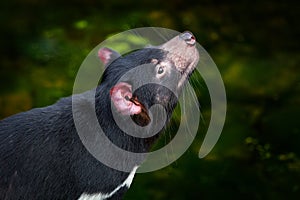 Tasmanian devil, Sarcophilus harrisii, carnivorous marsupial in the nature habitat. Rare animal from Tasmania. Cute black endemic photo