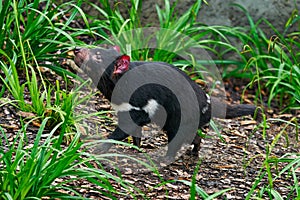 Tasmanian devil, Sarcophilus harrisii, carnivorous marsupial in the nature habitat. Rare animal from Tasmania. Cute black endemic