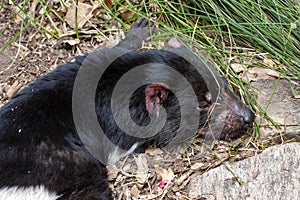 Tasmanian devil, Sarcophilus harrisii, is an endangered species afflicted by diseases of Australia