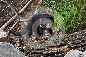 Tasmanian devil, Sarcophilus harrisii, in forest. Australian masupial standing on tree trunk surrounded by leaves and branches.