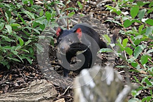 Tasmanian devil, Sarcophilus harrisii, in forest. Australian masupial surrounded by leaves and branches. Endangered animal