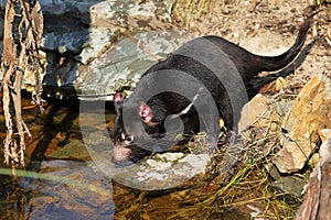 Tasmanian devil, Sarcophilus harrisii, at forest brook. Australian masupial drinks water from lake in bush. Endangered species