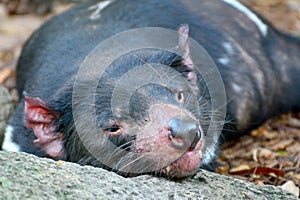 Tasmanian devil Sarcophilus harrisii