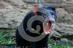 Tasmanian devil