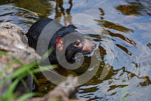 Tasmanian devil, Sarcophilus harrisii, taking a bath. Australian masupial enjoys water in brook. Endangered carnivorous animal