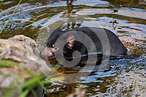 Tasmanian devil, Sarcophilus harrisii, taking a bath. Australian masupial enjoys water in brook. Endangered carnivorous animal