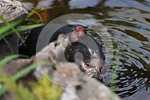 Tasmanian devil, Sarcophilus harrisii, taking a bath. Australian masupial in water and bites piece of wood. Endangered animal