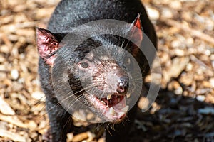 Tasmanian devil Sarcophilus harrisii photo