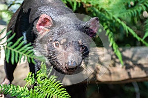 Tasmanian devil Sarcophilus harrisii photo