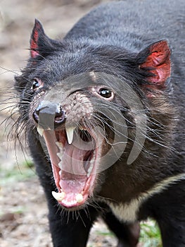 Tasmanian Devil (Sarcopilus Harrisii)