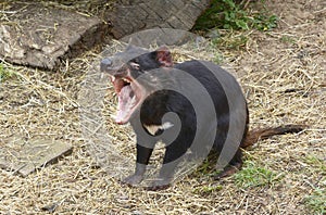 Tasmanian Devil screaming