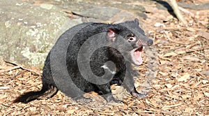 Tasmanian Devil