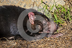 Tasmanian Devil sleeping in the grass
