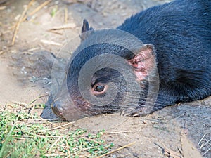 Tasmanian Devil Sunbathing