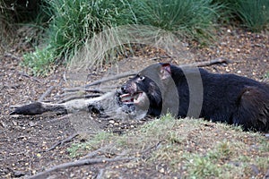 Tasmanian Devil in Tasmania. Australia