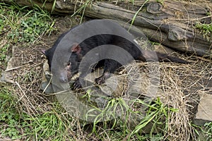 A Tasmanian Devil in Tasmania in Australia.