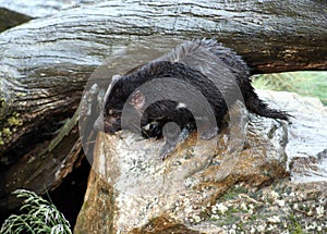 Tasmanian Devil, Tasmania, Australia