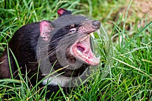 Tasmanian Devil up close