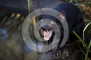 Tasmanian devil very fierce