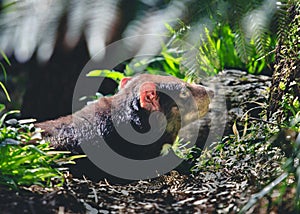 Tasmanian devil in the wild