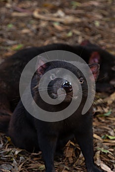 Tasmanian devil is the world\'s largest carnivorous marsupial