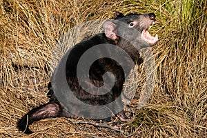 Tasmanian devil in yellow grass with open mouth