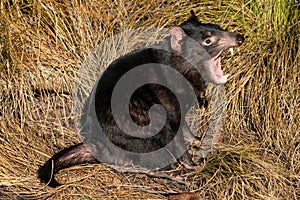 Tasmanian devil in yellow grass with open mouth