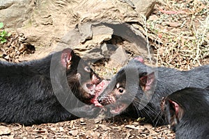 Tasmanian Devils