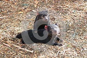 Tasmanian Devils at Bonorong photo