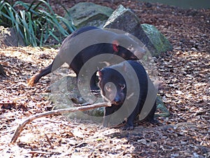 Tasmanian devils are in danger of extinction