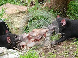 Tasmanian Devils Fight Over Dinner