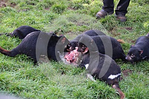 Tasmanian Devils Eating with Family Members photo