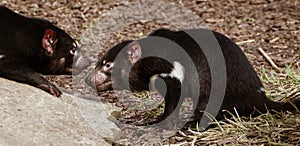 Tasmanian devils
