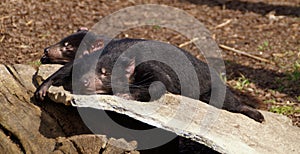 Tasmanian devils in sunshine