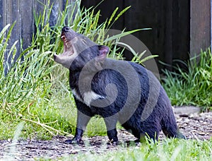 Tasmanian Devlis are an endangered speies due to contageous cancer they spread photo