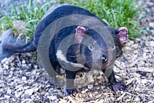 Tasmanian Devlis are an endangered speies due to contageous cancer they spread photo