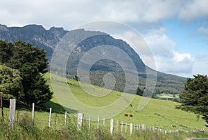 Tasmanian green pastures