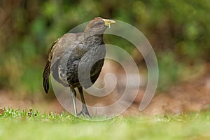 Tasmanian nativehen - Tribonyx mortierii - flightless rail and one of twelve species of birds endemic to the Australian island of