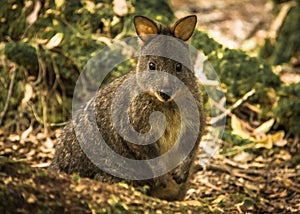 Tasmanian Pademelon